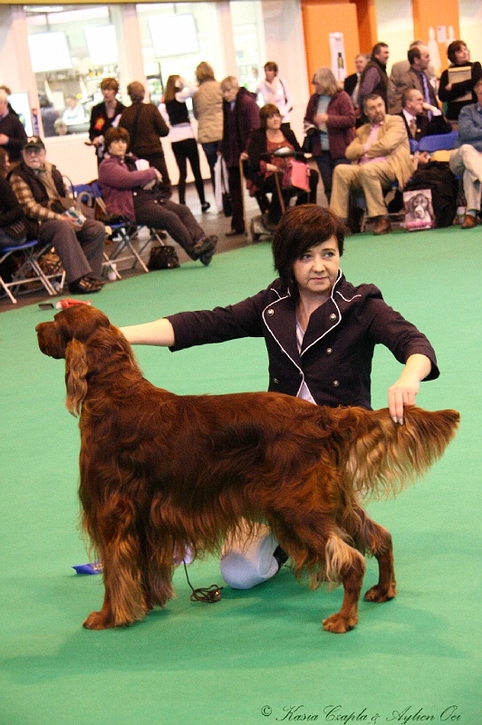 Crufts2011_2 131.jpg